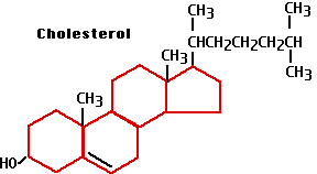 Testosterone is responsible for