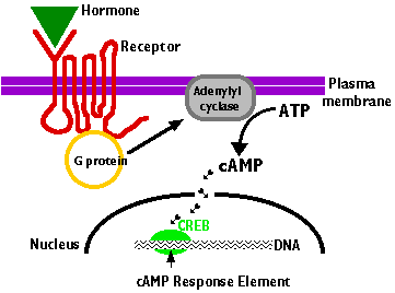 Cellular mechanism of action of steroid hormones