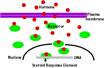 Steroid hormone cell signalling