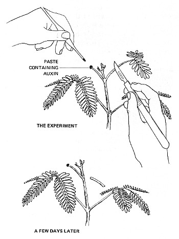 Auxin