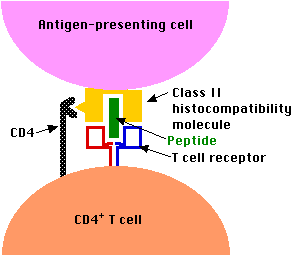 mhc class ii cd4