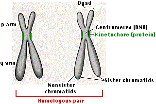 homologous chromosomes and sister chromatids