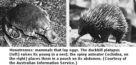 monotremes mammals