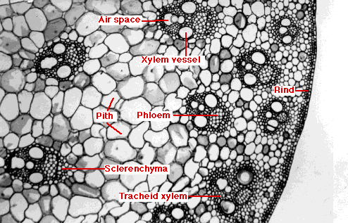 sclerenchyma in stems