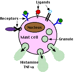 mast_cell2