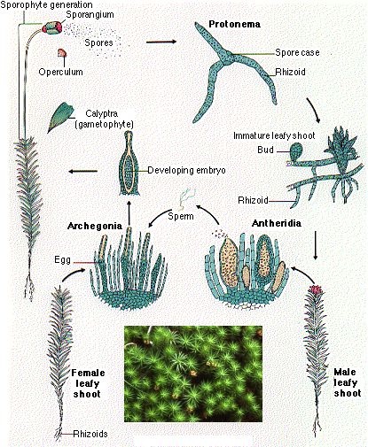 marchantia antheridia and archegonia