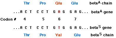 sickle cell anemia mutation