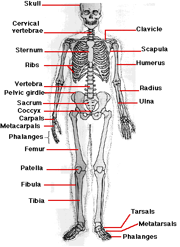 arm muscle diagram labeled