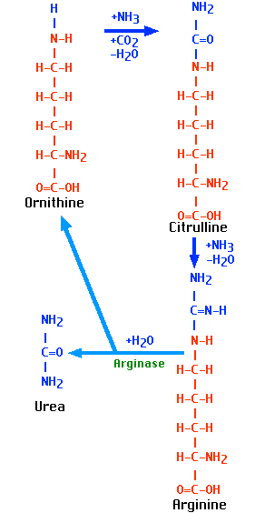 urea cycle